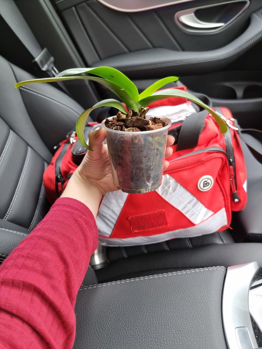ruththorpey's tweet photo. Out in the community today as a primary care paramedic doing home visits and a lovely patient gave me an orchid!β€οΈ Not all paramedics wear green! #paramedic #primarycare #urgentcare #girlingreen #rightcarerighttimerightplace #passion #medical #love https://t.co/81Yizqthoe