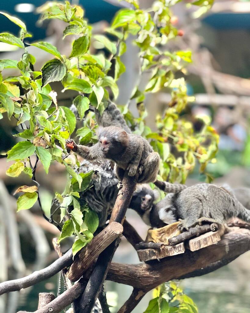 stm_734's tweet photo. https://t.co/VOUic7VJo4✏2022.9.11
⁡（写真 4枚）
⁡
⁡ヤマボウシの実 大人気🍒
⁡葉っぱは…？🤔
⁡
#コモンマーモセット
#Callithrixjacchus
#Commonmarmoset
#Whitetuftedearmarmoset
#那須どうぶつ王国
#nasuanimalkingdom
#nasu_animal_kingdom https://t.co/1kqeN7FRhy