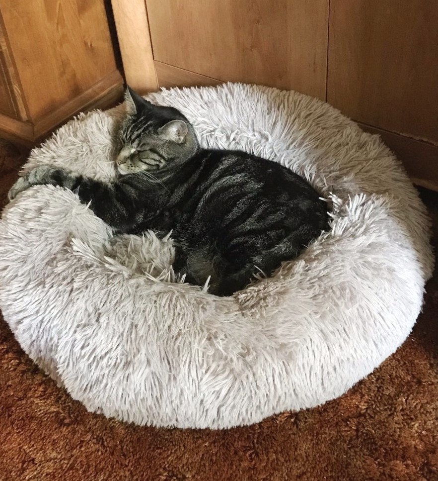 #HappyPurrsday  #Abigail
