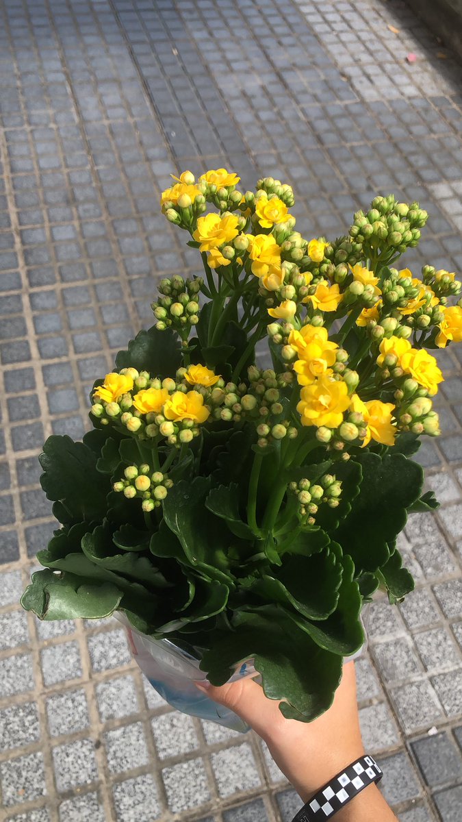 minidosis de felicidad