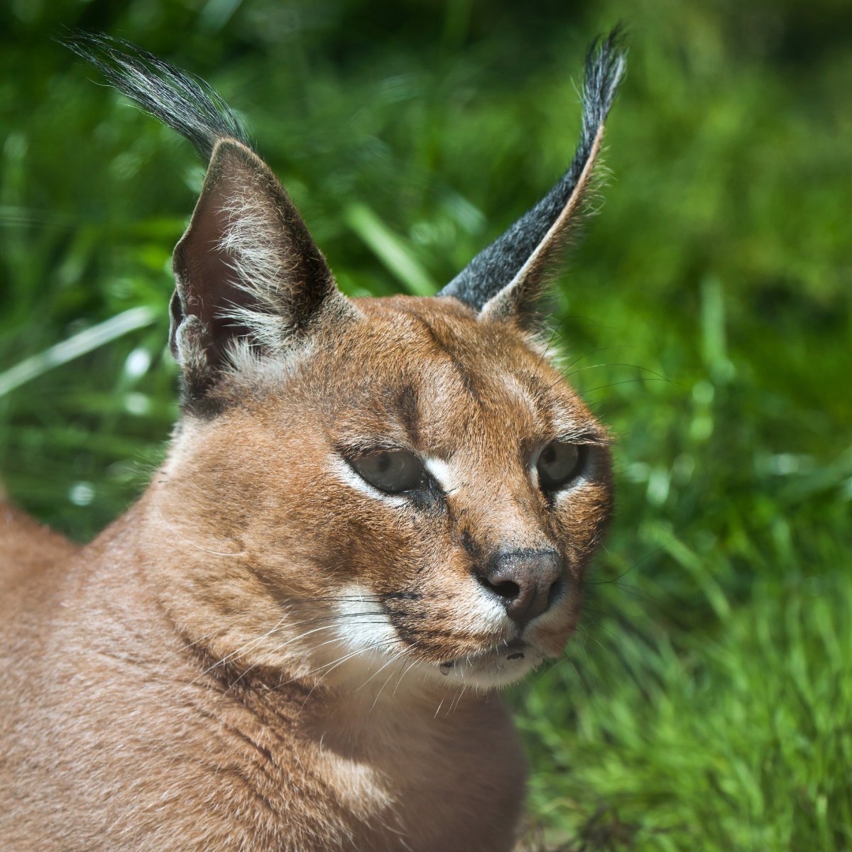 Escape to nature at Doran Vineyards, where you’ll find acres of greenery and wildlife! We have Aberdeen Angus cattle, Île-de-France sheep, and Bushveldt hens. Don’t forget our beloved grysbokkies, steenbok, duikers, foxes, and caracals, who also reside on the estate in harmony.