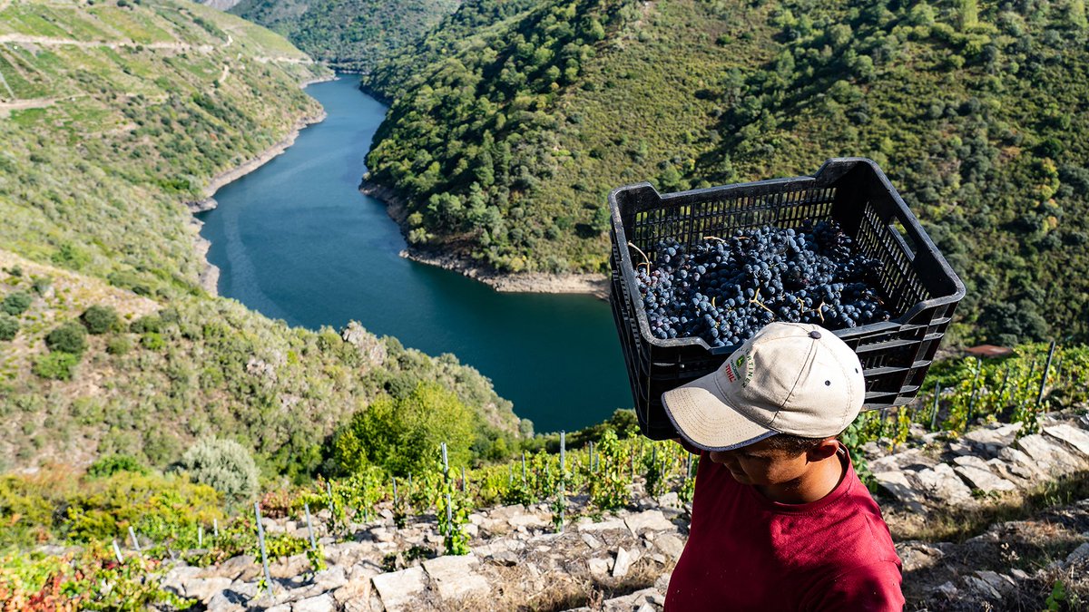 onda0monforte's tweet photo. Hoxe empeza oficialmente a vendima na @ribeirasacrado. Vinificarán 92 adegas e a previsión e chegar aos 6M de quilos. O inicio da campaña coincide coa publicación dos datos de vendas. Exportaron un 8% da produción, a cifra máis alta na historia da D.O. 
https://t.co/9tfAZiXf4t https://t.co/5FMfVzmzED