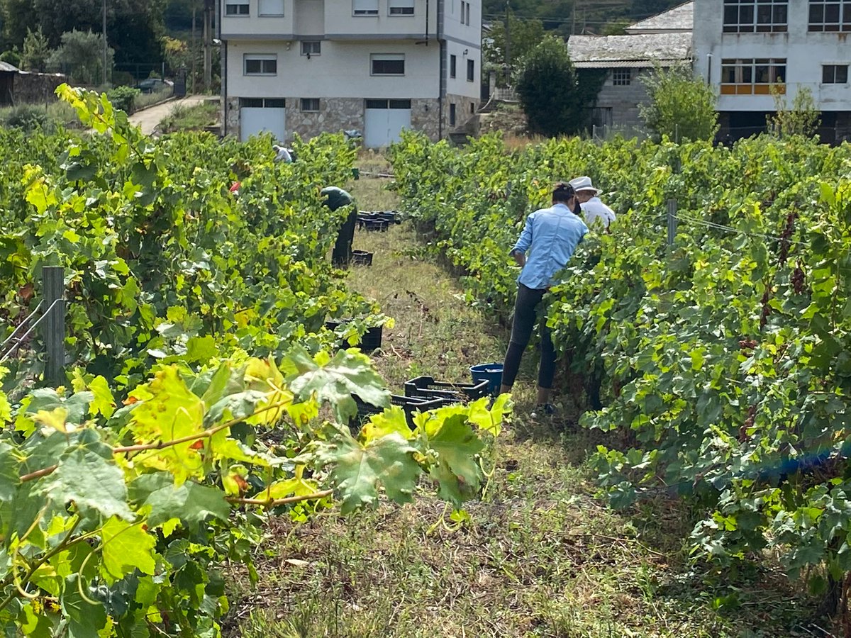 onda0monforte's tweet photo. Hoxe empeza oficialmente a vendima na @ribeirasacrado. Vinificarán 92 adegas e a previsión e chegar aos 6M de quilos. O inicio da campaña coincide coa publicación dos datos de vendas. Exportaron un 8% da produción, a cifra máis alta na historia da D.O. 
https://t.co/9tfAZiXf4t https://t.co/5FMfVzmzED