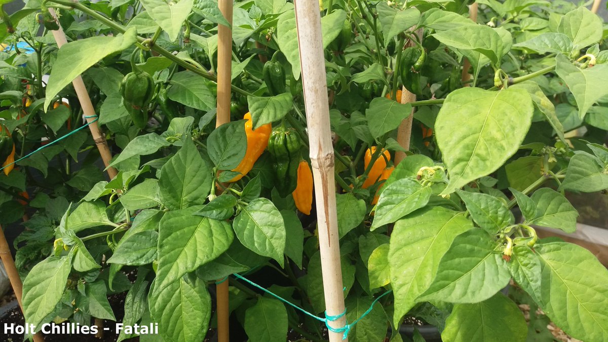 ChilliesHolt's tweet photo. Getting there slowly! :-) #Armageddon, #Fatali, #Fire & #Pequin #chillies https://t.co/1hdtaDXtiR