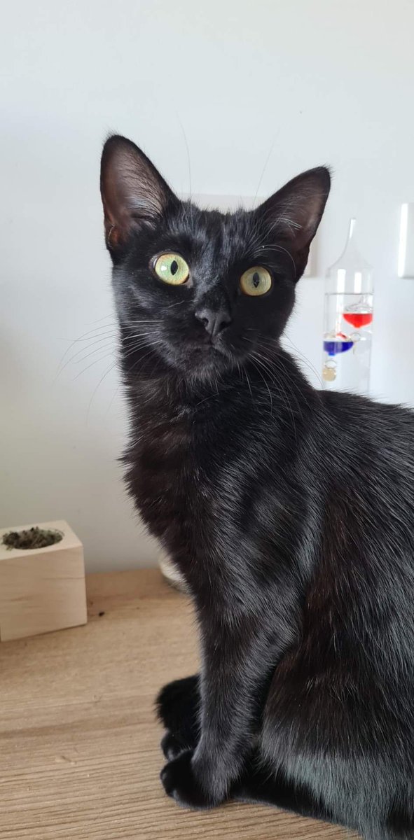 Akira_Vermi's tweet photo. Bonjour Twitter,

Je tente ma chance ici 😔
Petite Guppy s'est sauvée de notre appartement ce matin entre 6h30 et 7h. Si quelqu'un l'aurait vu dans le quartier des Droits de L'Homme derrière la gendarmerie à Orléans.
SVP faites moi signe et partagez 😭 https://t.co/CZUjWFgjNP