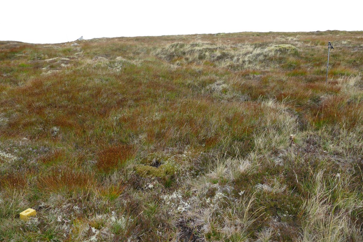 appliedecology's tweet photo. A full-on week recording herbivore impacts in the Monadhliath SAC, where it borders the Stronelairg Wind Farm. Really difficult ground, 800m AOD; 50 mins off-road drive to walking-off point. A chance to ID some alpines. https://t.co/sT6eaT2nxR