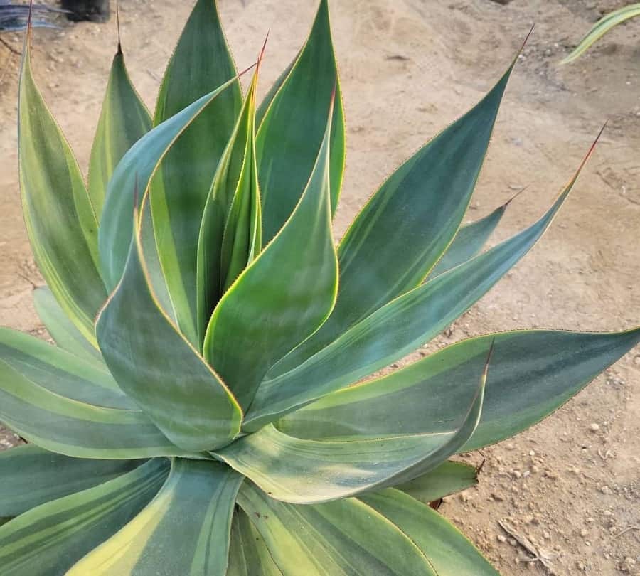 Fcs PUqXEAMsyqC Agave Ornithobroma: Care And Propagation Guide