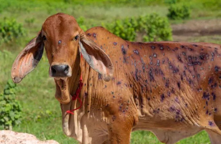 prabin0402's tweet photo. 'Lumpy' वायरस ने 50-70 हजार पशुओं की बलि ले ली है। पशुओं के लिए वैक्सीन की कोई ख़बर नहीं है।

राजस्थान में इससे बचाव के लिए तमाम घरेलू नुस्खे अपनाए जा रहे है वो भी बिना डॉक्टर की सलाह के।

निर्दयी सरकारें चुप है....

मेनस्ट्रीम मीडिया तक शर्मिंदगी पहुँचे।

#LumpyVirus https://t.co/HrNTqkXPR3