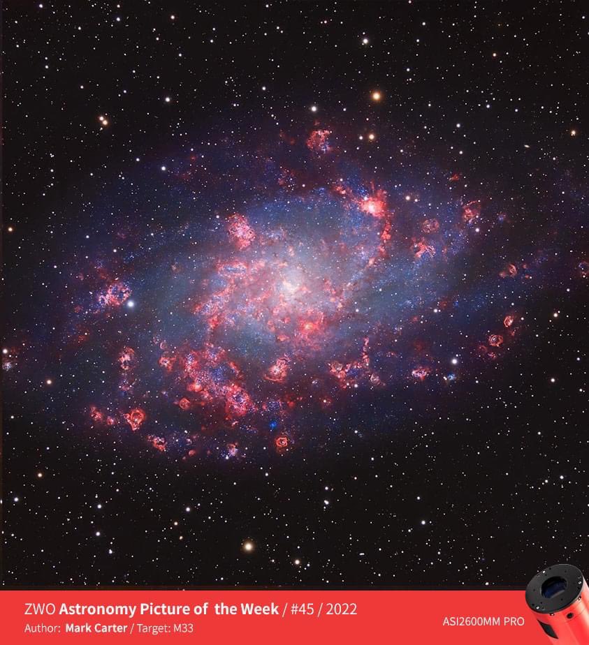 Just got word I won my 3rd ZWO Astronomy Picture of the Week #Astrophotography #zwo #galaxy #nebula #photography #space #universe #m33 #telescope