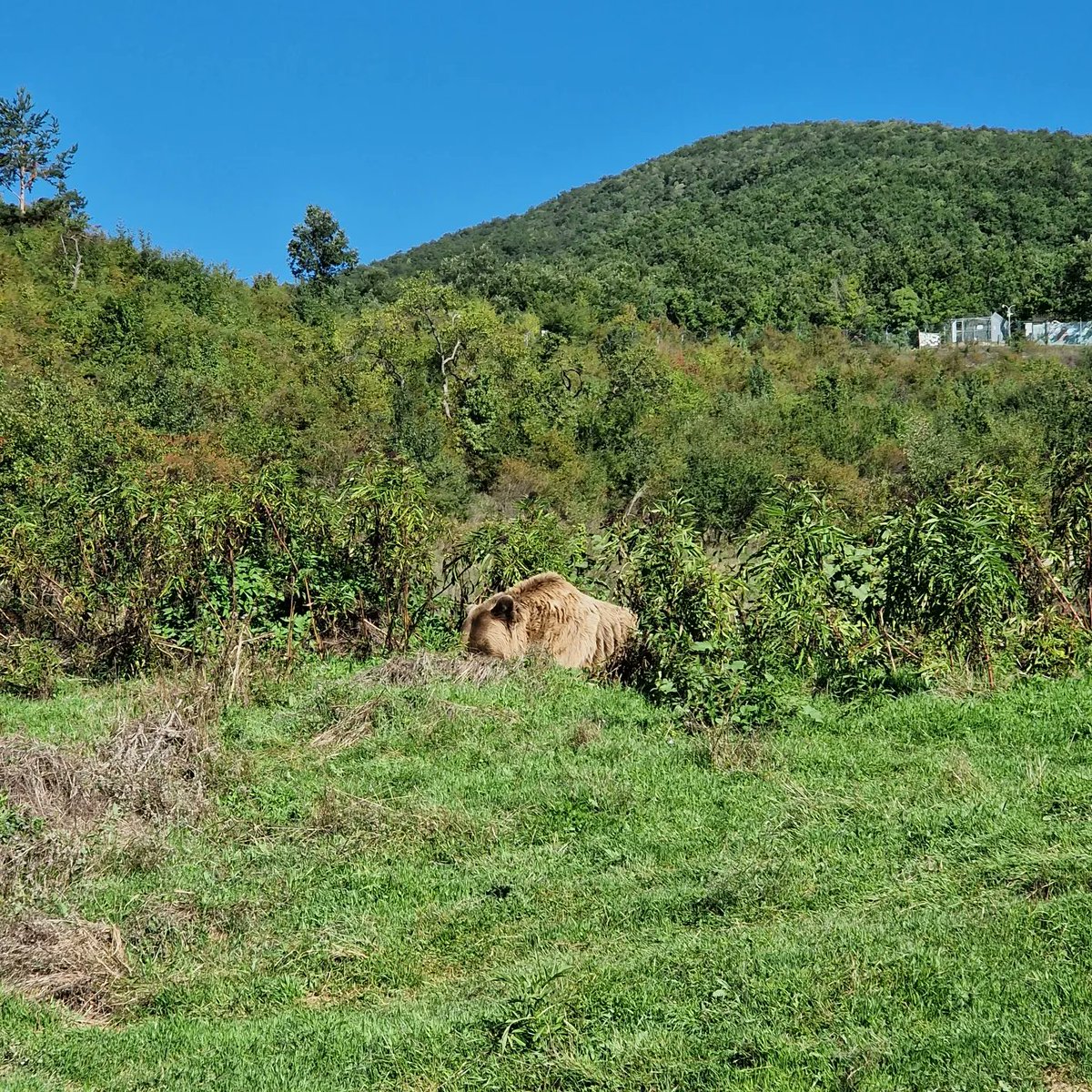 Anik enjoying these green landscapes at our bearadise 😍

#bears #prishtina #kosova #bear #sanctuary #animalwelfare #fourpaws #love #animal #bearlovers #animallover #photography #photooftheday #nature #Wild