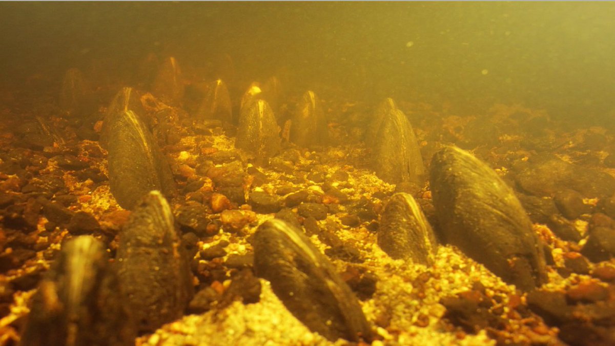 Ähtävänjoen ja Mustionjoen raakkujen lisääntyminen ei ole onnistunut vuosikymmeniin. Freshabit-hanke opetteli kasvattamaan raakkuja sekä Konneveden laitoksessa että jokiolosuhteissa, kertoi Eero Mäenpää <a href="/EPELYkeskus/">Etelä-Pohjanmaan ELY-keskus</a>:sta #Freshabit-loppuseminaarissa.
#raakku #jokihelmisimpukka ❤️