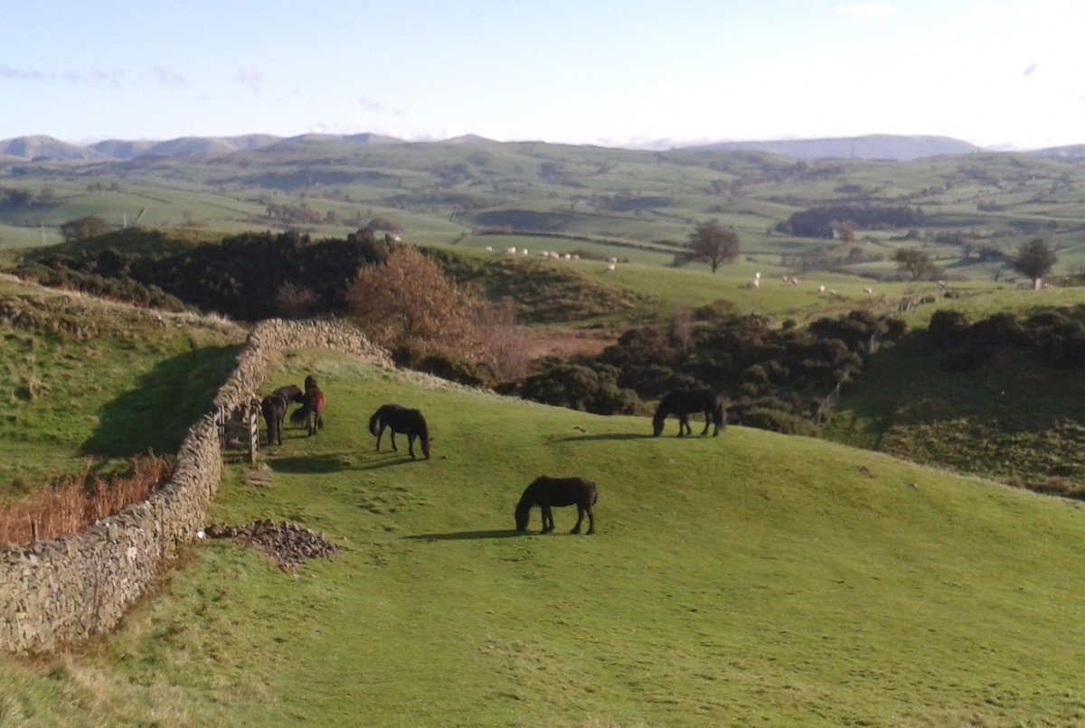FriendsofLakes's tweet photo. Do you walk on The Helm (in Oxenholme) regularly?
We’re asking for volunteers to check the animals are where they should be &amp; let us know if there are any issues with the walls. Help us keep this area safe for everyone to use, if you'd like to help, pls email jan-d@fld.org.uk. https://t.co/vDMntSKcRp