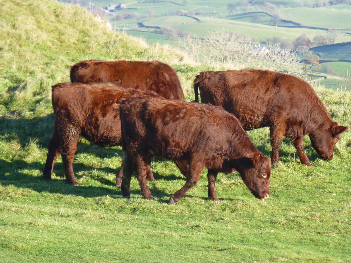 FriendsofLakes's tweet photo. Do you walk on The Helm (in Oxenholme) regularly?
We’re asking for volunteers to check the animals are where they should be &amp; let us know if there are any issues with the walls. Help us keep this area safe for everyone to use, if you'd like to help, pls email jan-d@fld.org.uk. https://t.co/vDMntSKcRp