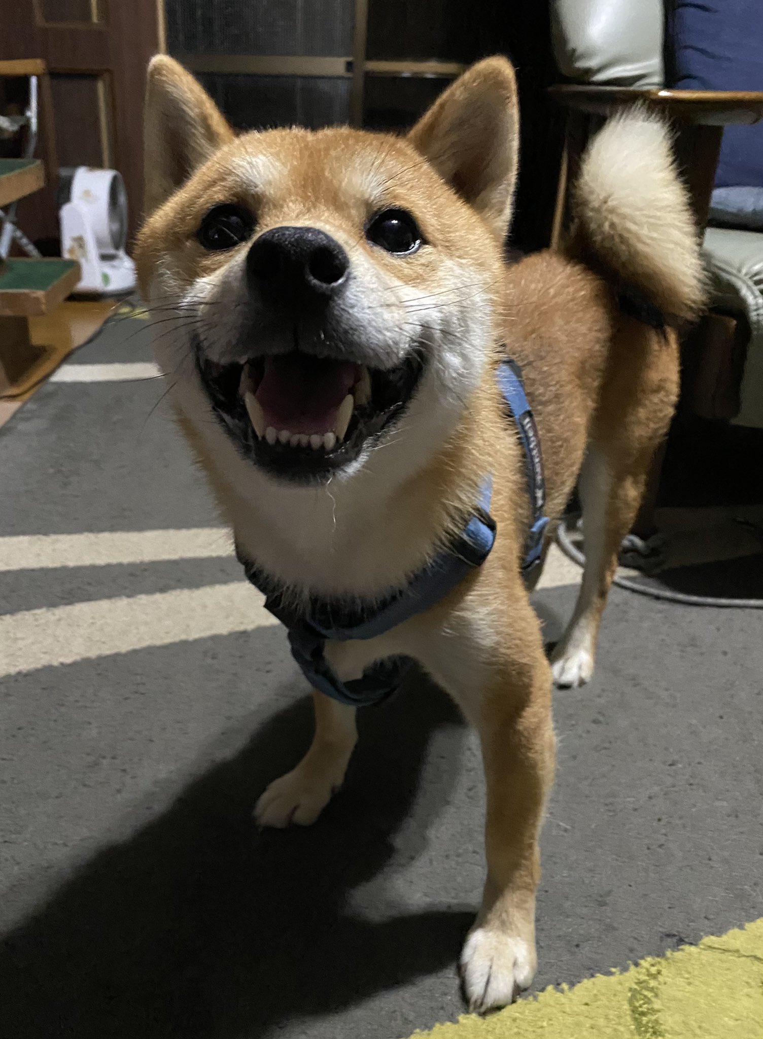 笑顔の犬 Twitter Search Twitter