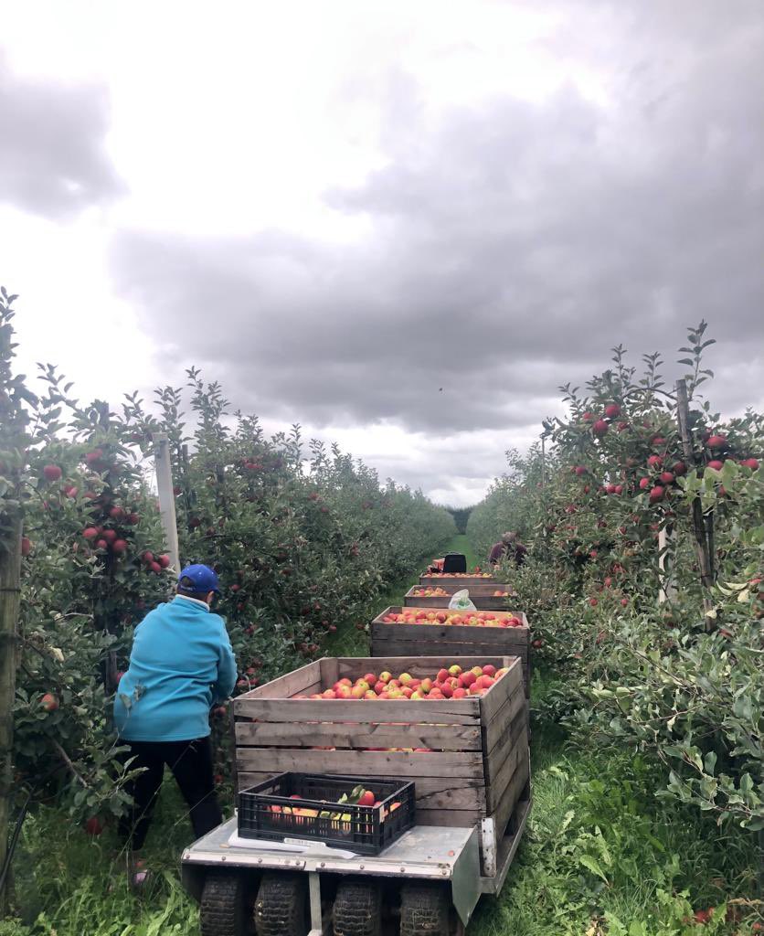 BurgmOverbetuwe's tweet photo. Een bezoek gebracht aan fruitteeltbedrijf #Veens in #Slijk-Ewijk, die 24 ha boomgaard met appels en peren hebben. Leuk gesprek gehad en een mooie rondleiding over het bedrijf en door de boomgaarden 🍎🍐 @Gem_Overbetuwe #Betuwe #oogsttijd https://t.co/BWIGslPQqt