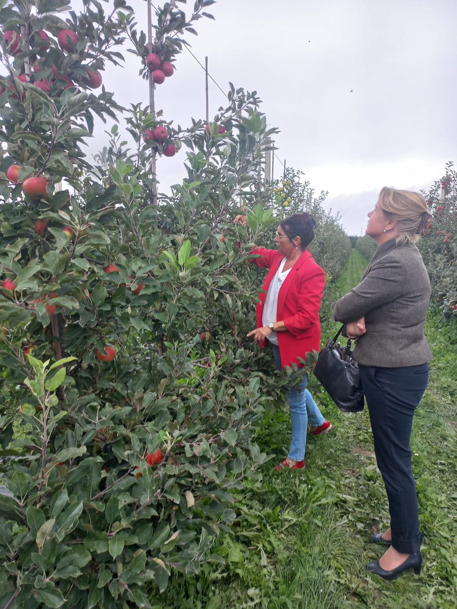 BurgmOverbetuwe's tweet photo. Een bezoek gebracht aan fruitteeltbedrijf #Veens in #Slijk-Ewijk, die 24 ha boomgaard met appels en peren hebben. Leuk gesprek gehad en een mooie rondleiding over het bedrijf en door de boomgaarden 🍎🍐 @Gem_Overbetuwe #Betuwe #oogsttijd https://t.co/BWIGslPQqt