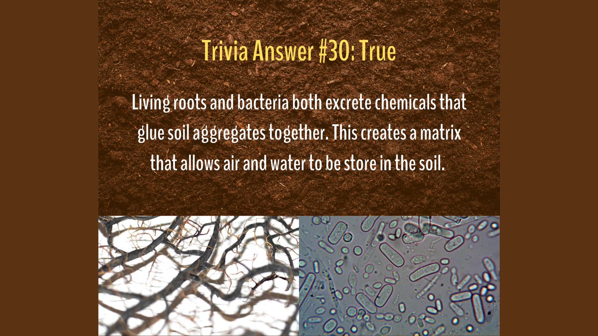 We are posting a bit late. The answer to Tuesday's trivia is true! Living roots and bacteria that excrete chemicals to bind soil aggregates creates a matrix. Depending on this time of year, soil can be either air, water, or both.
