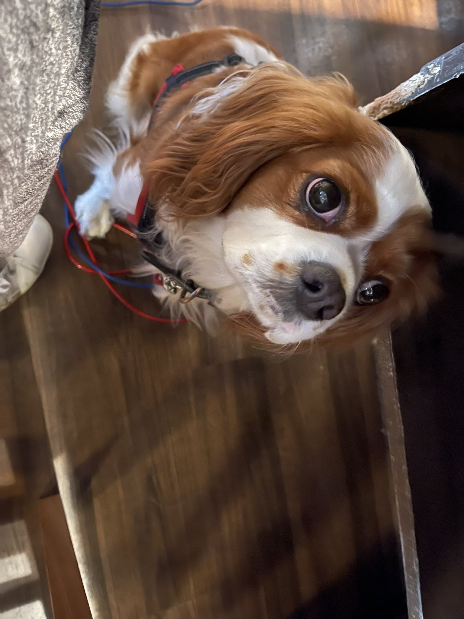 キャバリアという種類の犬 Coothecavalier Twitter