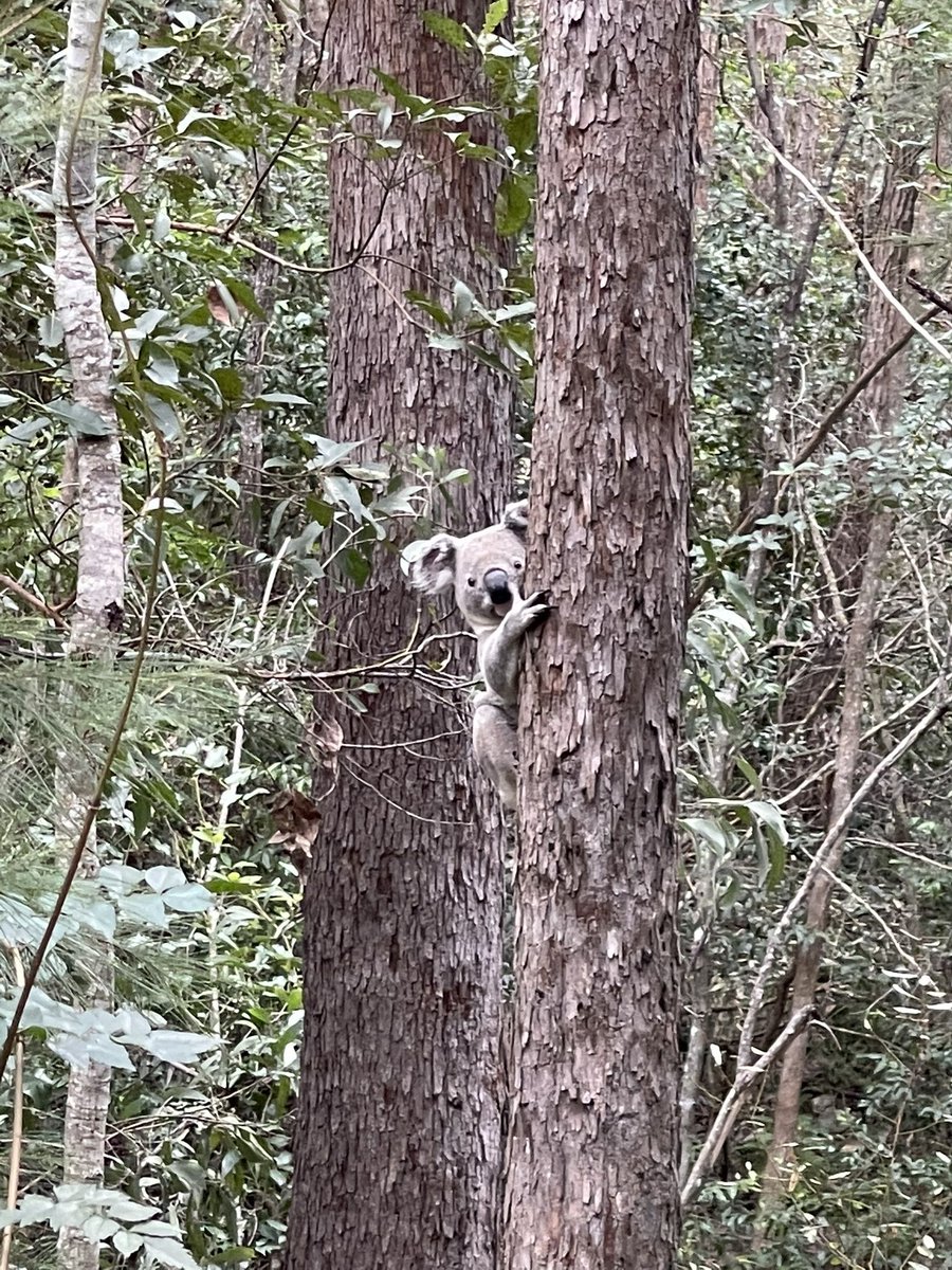 TobyBruntnell's tweet photo. Boyd and I just finished the Mount Gravatt trail. Saw this little guy! Boyd didn't even react, which I'll take as a good thing🐨 https://t.co/xBPBAPwSXz