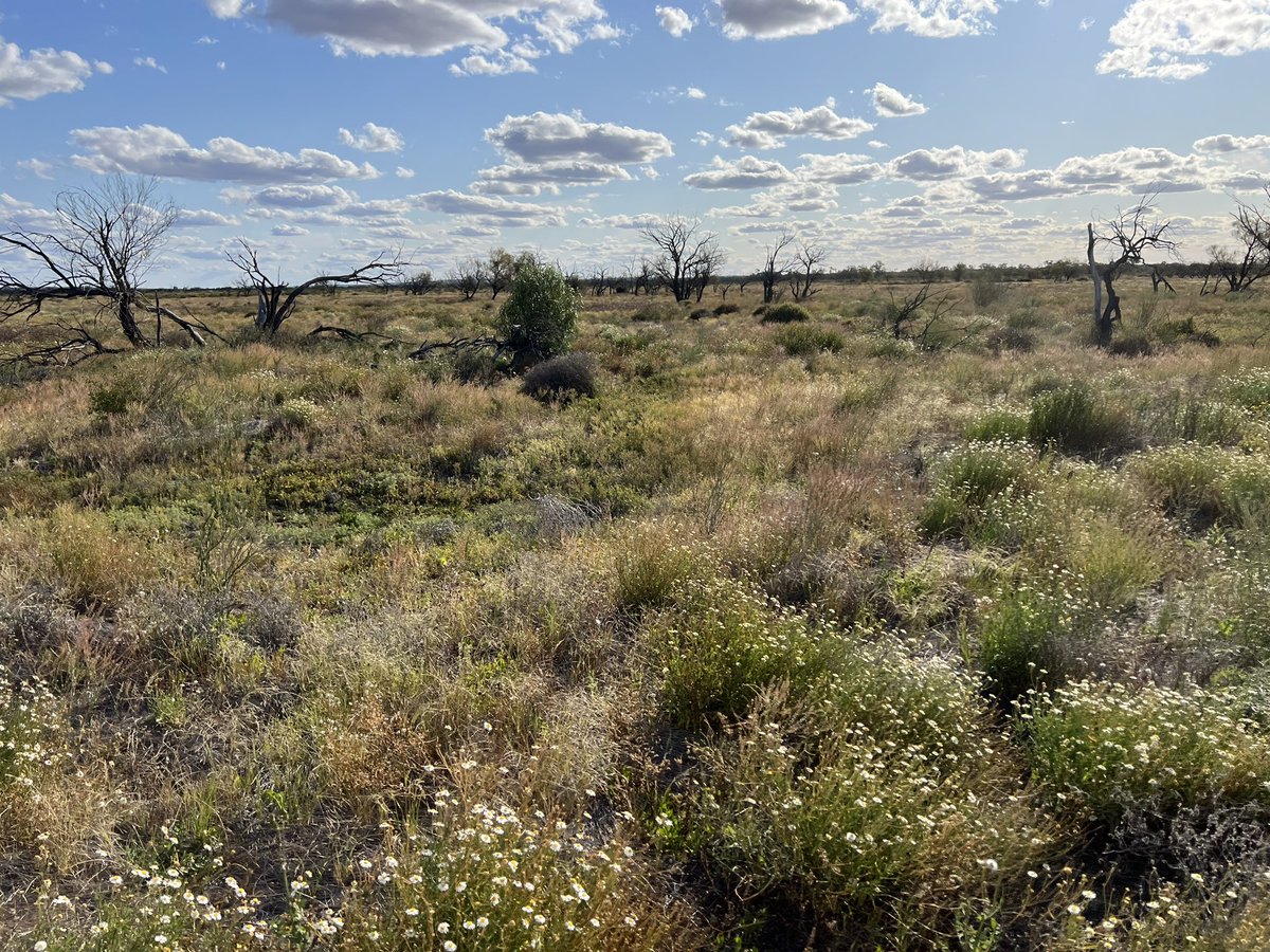 RuralValuer's tweet photo. Just returned from another Pastoral inspection. Paroo Floodout looking in good heart. #agribusiness #KnightFrank #valuations https://t.co/g54xlKS3PD