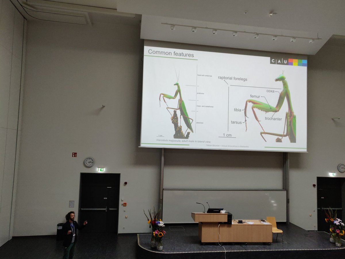 sarahbankaubin's tweet image. Fabian Bäumler @tasald continuing in the #morphology section #dzg22 and talking about the strike kinematics in #mantids!