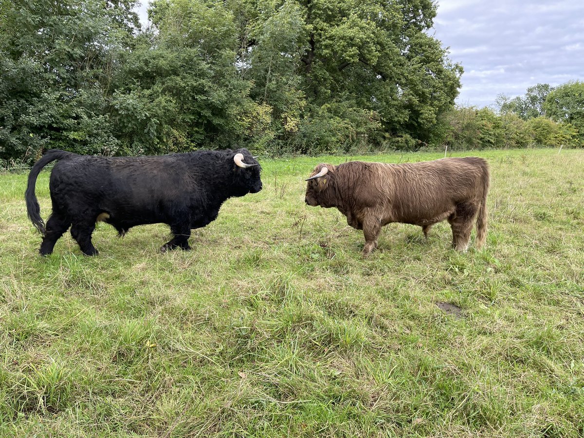 thedoodales's tweet photo. Bulls together again for first time in a few weeks!!! https://t.co/ZZnrOOR7p9