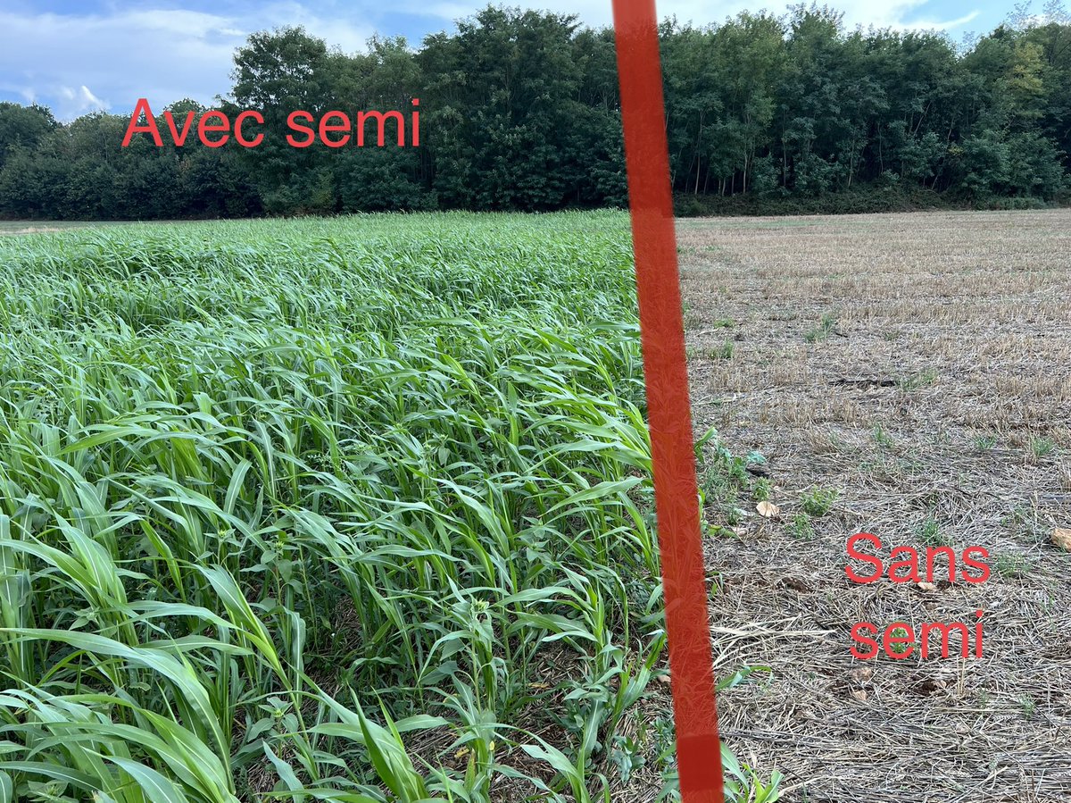 Master_BT's tweet image. En agricole on rencontre toute sorte de boîte qui veulent nous vendre de la poudre de perlimpinpin. Qui font gagner de l’argent qu’à celui qui la vend.. avec les belles photo avec / sans.
J’en ai une belle pour eux, même parcelle même précédent. 🤓🤣
#CouvertVegetal
