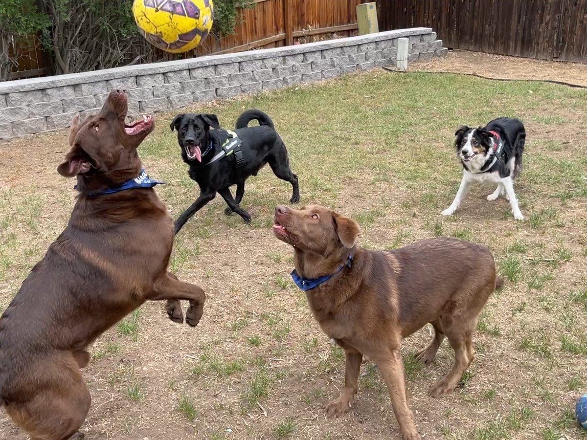 faelgaulds's tweet photo. @DailyPicTheme2 These dogs certainly got a #kick out of their football game! While the offense squad was certainly a beefy bunch, the local defenders were a fast and wiry bunch! #DailyPictureTheme #soccerdogs https://t.co/Hmad9ynBxY