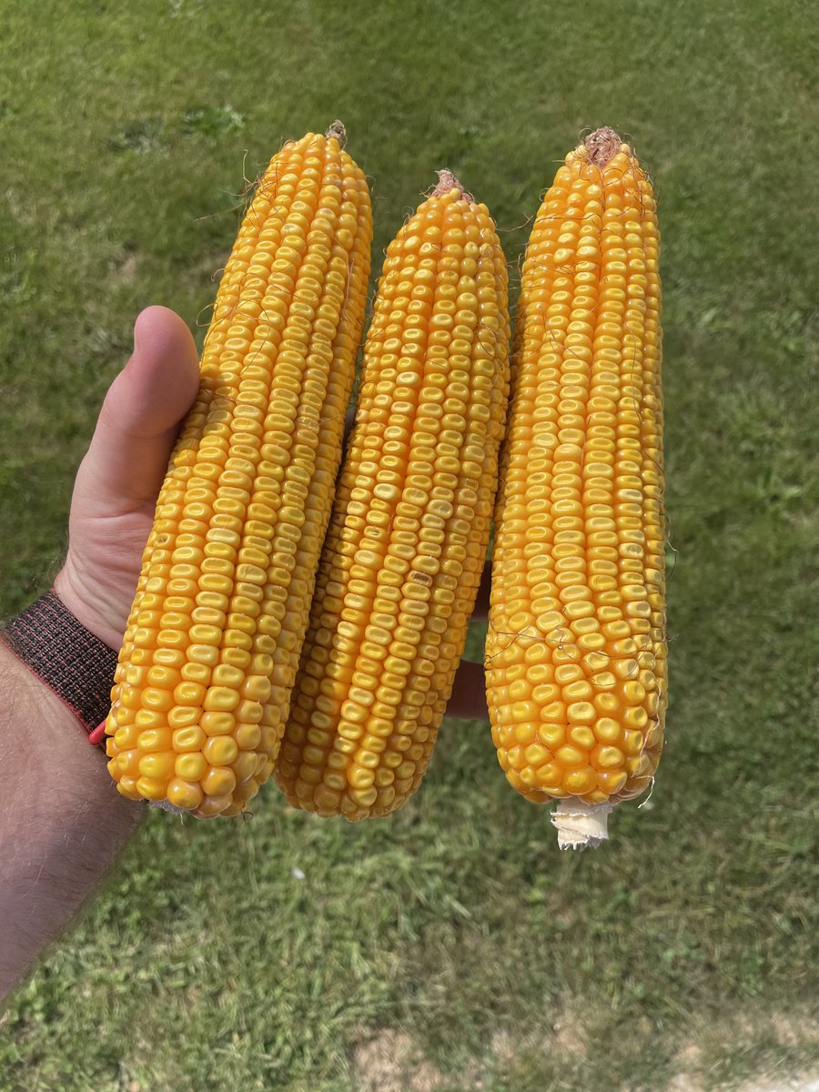 Fertman23's tweet photo. Same hybrid @Asgrow_DEKALB #DKC58-06 on three very different farms. No dry P for a decade. K to VRT rec. Only change in the last decade is #biok in a #relay program. @NACHURS. Unlock your soils potential. Feed with #available nutrition. @TommyRoach7 https://t.co/GlntdK6Efy