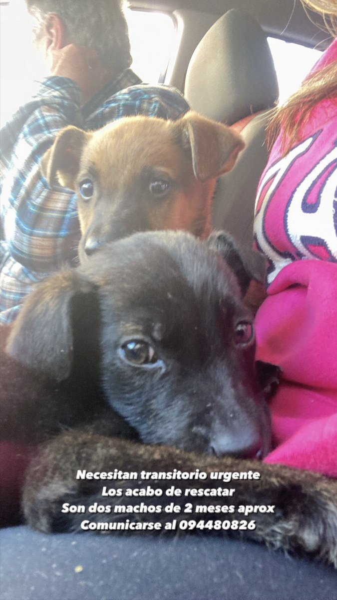 flopartthe's tweet photo. Por favor difundir! Necesitan transitorio urgente, en casa ya tengo varios perros! Los rescate de un asentamiento que los tenían bajo un cajón enjaulados. Son dos cschorros machos de 2 meses. Puedo colaborar con vacunas y comida pero necesito un lugar. Comunicarse al 094480826 https://t.co/ZvVh1pqscM