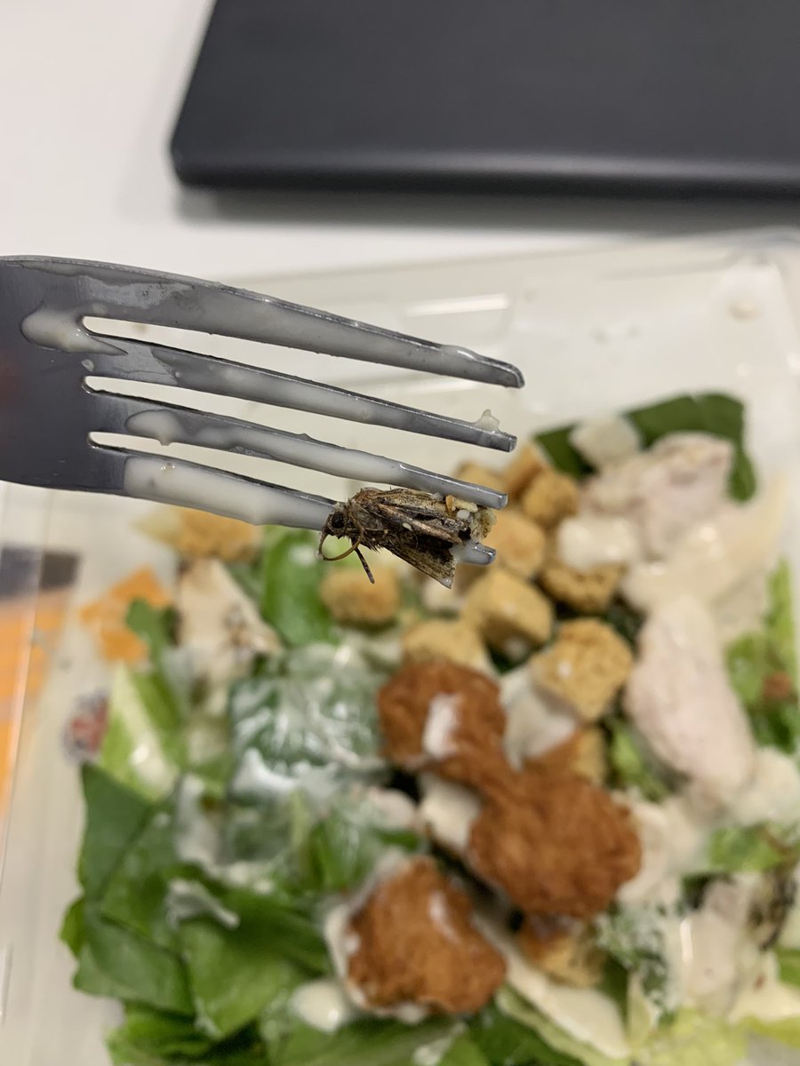 crook_jon's tweet photo. @AldiUK there’s a dead fly in my salad! 🤮🤮🤮 https://t.co/OdS1cxZVyR