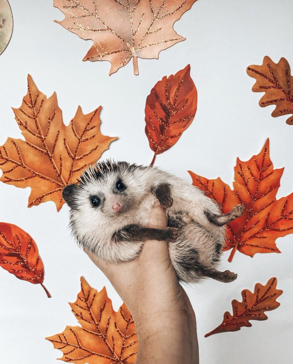 Hedgehog of the Day tweet media