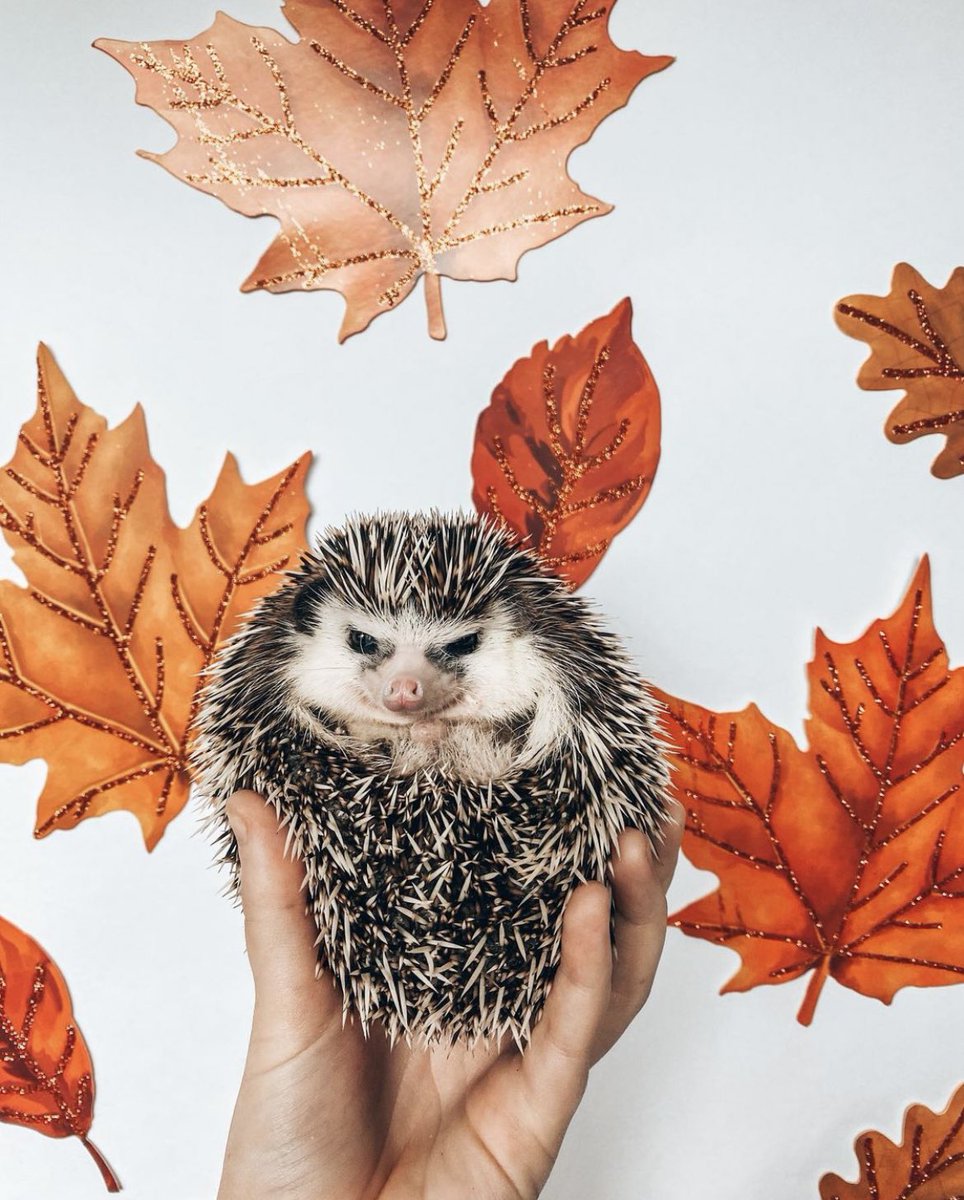 Hedgehog of the Day tweet media