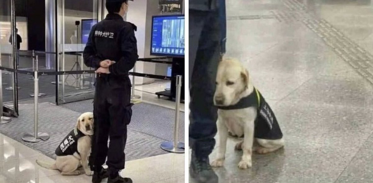 配属されて初日の警察犬がかわいい