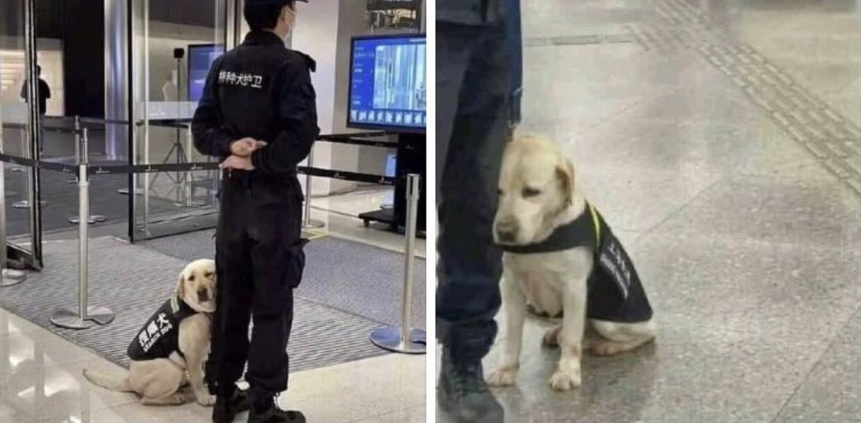 癒される動物 配属されて初日の警察犬がかわいい T Co Atdxp4xazu Twitter