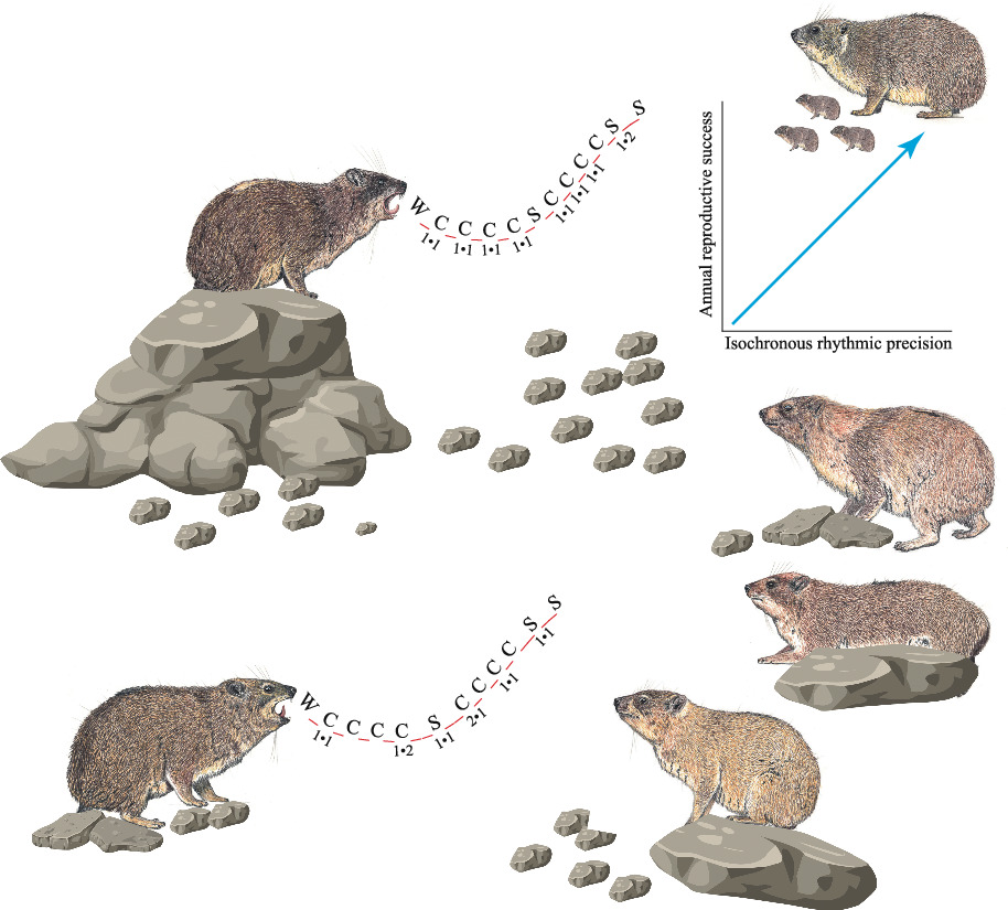 New research published this week highlights how singing ability in male #hyraxes is linked to number of offspring. Find out more: animalecologyinfocus.com/2022/09/16/mal…

<a href="/Vlad_Demartsev/">Vlad Demartsev</a>  <a href="/amiyaal/">Amiyaal Ilany</a> <a href="/LeeKoren2/">Lee Koren 💔</a>  <a href="/UniKonstanz/">Universität Konstanz</a>  <a href="/MPI_animalbehav/">MPI-AB is on Bluesky @mpi-animalbehav.bsky.social</a>  <a href="/livingingroups/">Ecology of Animal Societies</a>  <a href="/TelAvivUni/">Tel Aviv University</a>  <a href="/ubarilan/">Bar-Ilan University</a> <a href="/AvHStiftung/">Humboldt-Stiftung</a>