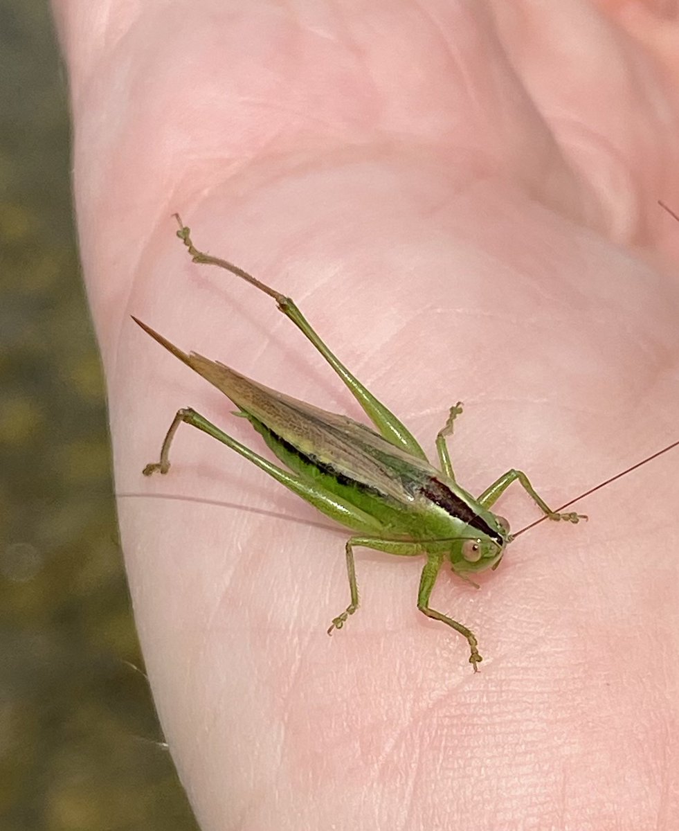 Robert Yates tweet media