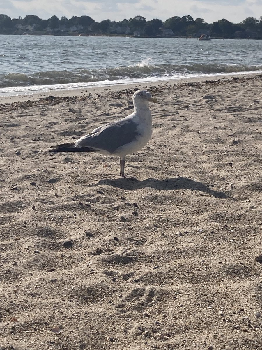 Christo92633182's tweet photo. Was chillin at the beach with this guy. ๐ฆ #beaches #ctbeaches #oldsaybrookct #indiantownoldsaybrookct https://t.co/fcxWrxVcBP