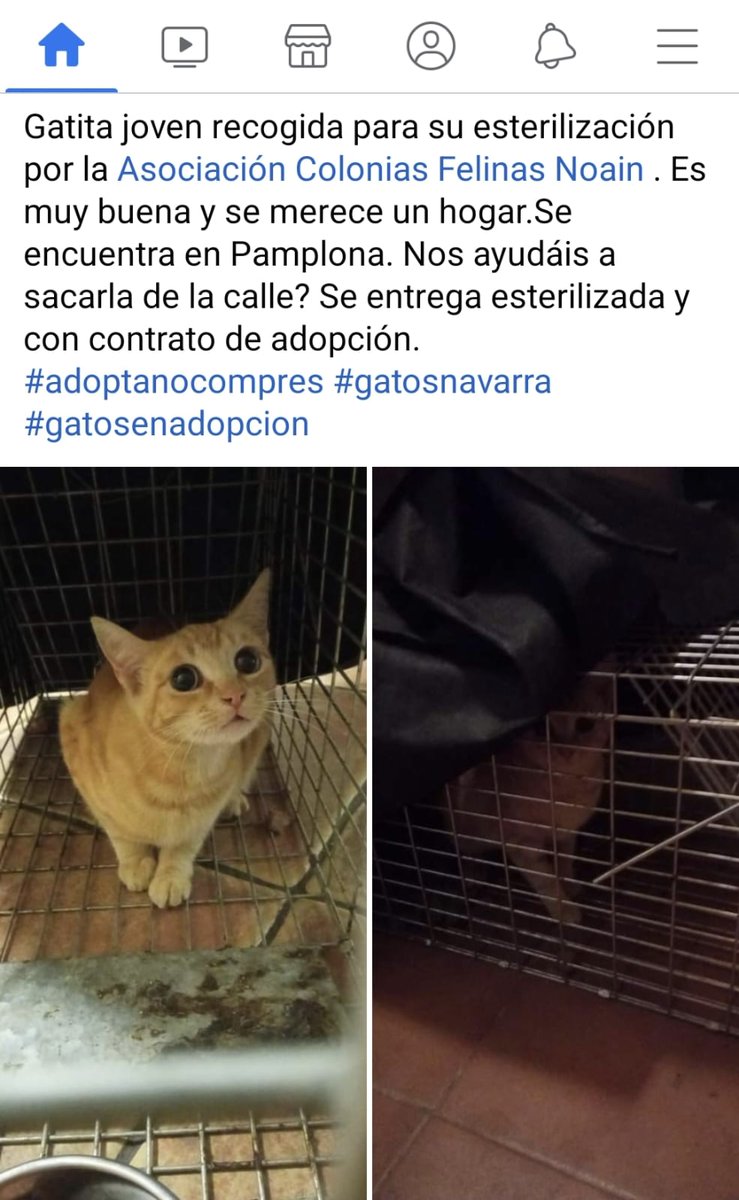 Colonias_Noain's tweet photo. Esta preciosura necesita un hogar
#AdopciónResponsable #Acogida #EnAdopción #Adoptable #Pamplona #Navarra #gatosEnAdopción https://t.co/a8obB4Fviq