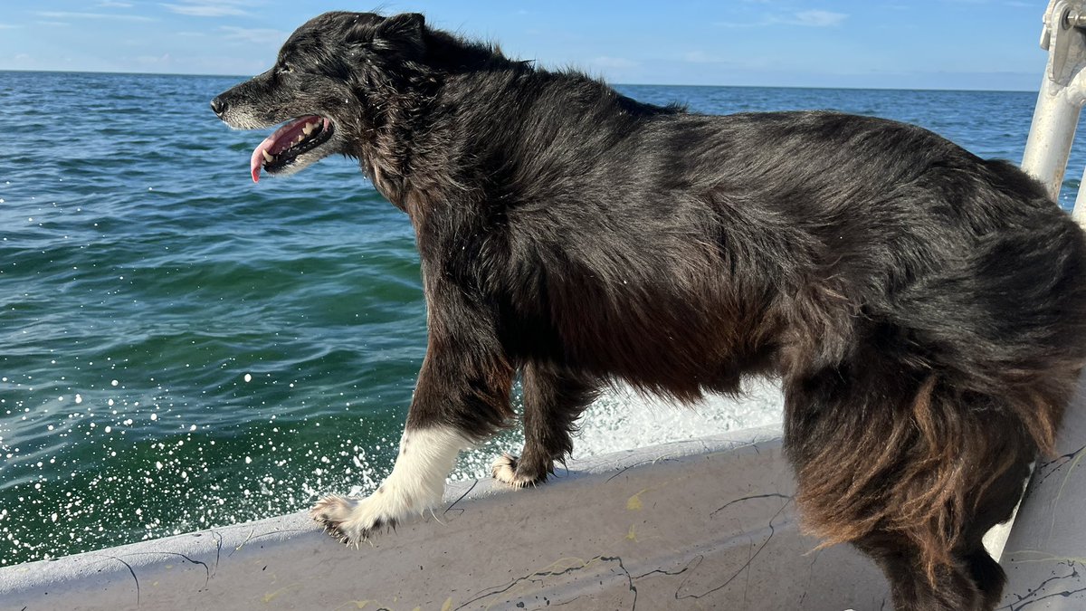 barbiedoll_eyw's tweet photo. Feelin the chill! #boatdogChloe #kdee #keywest #baitdogs https://t.co/u5v4IzC3lb