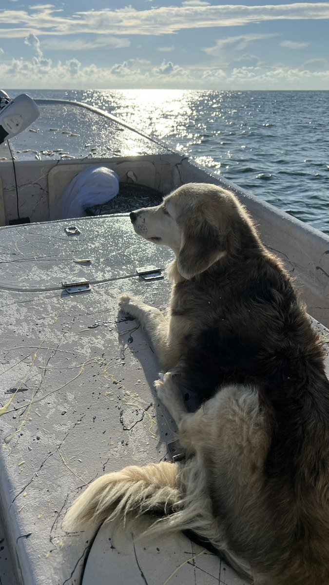 barbiedoll_eyw's tweet photo. Feelin the chill! #boatdogChloe #kdee #keywest #baitdogs https://t.co/u5v4IzC3lb