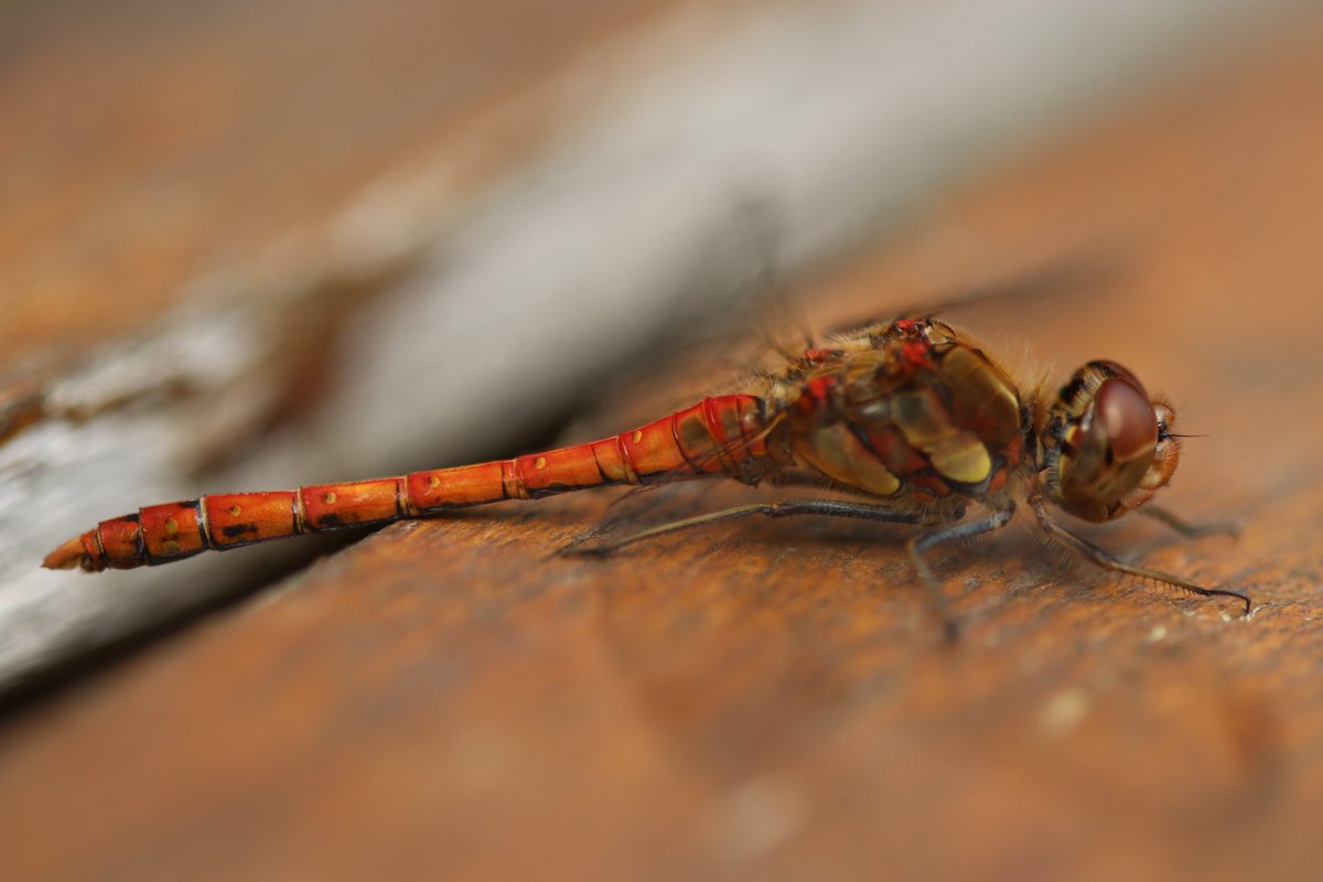 Gijs Clements tweet media