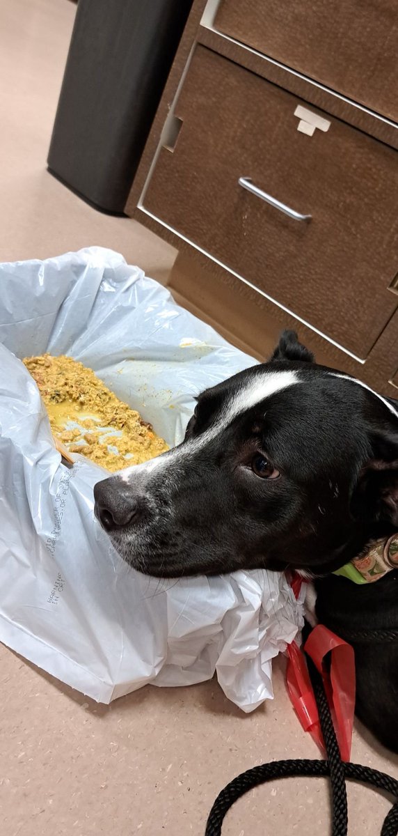 formerlyfunsize's tweet photo. The face of regret. Someone is lucky that I work at a veterinary hospital. She ate part of a toy.. made her throw up and apparently she had also eaten part of a shoe https://t.co/Pin4ZUmj6Y