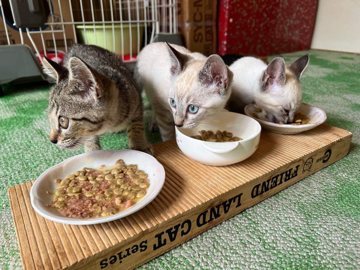 cos2mos2's tweet photo. 【保護猫、増えました🐈】
人生ってほんと、不思議🌼

あれから、、
去年亡くなった猫(双子)にそっくりな猫ちゃんと、今うちにいる猫にそっくりな猫ちゃんが現れた。(3姉妹。おそらく人が山に捨てた模様😭)

出会うべくして出会った気しかしない。
意味のない事は起こらない��ず🙌💗

#保護猫 https://t.co/DdnRy3JAcL