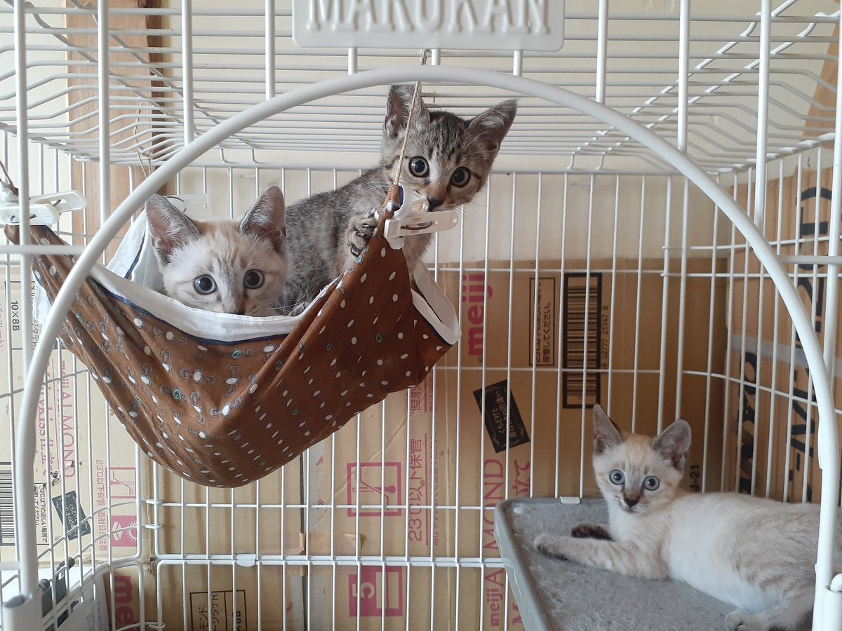 cos2mos2's tweet photo. 【保護猫、増えました🐈】
人生ってほんと、不思議🌼

あれから、、
去年亡くなった猫(双子)にそっくりな猫ちゃんと、今うちにいる猫にそっくりな猫ちゃんが現れた。(3姉妹。おそらく人が山に捨てた模様😭)

出会うべくして出会った気しかしない。
意味のない事は起こらない��ず🙌💗

#保護猫 https://t.co/DdnRy3JAcL