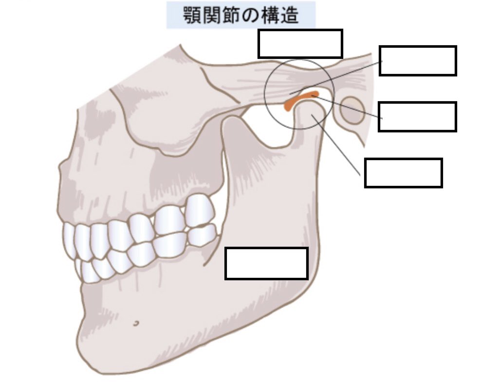 顎関節の構造》まとめ