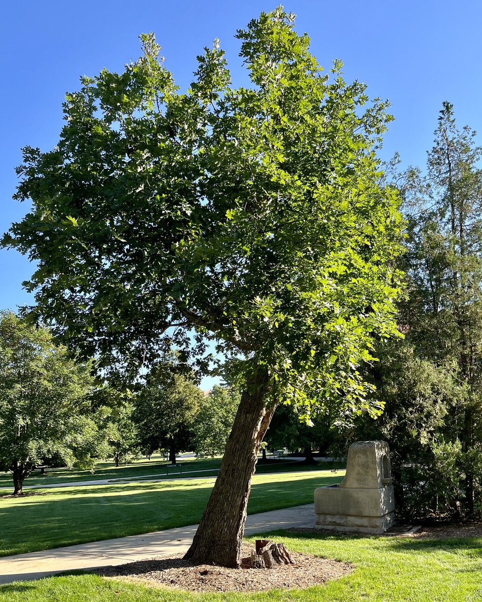 cplong's tweet photo. Times of uncertainty can be opportunities for true transformation. Follow the trust: when it is not there, establish it, when it is there, depend on it. Where the roots of trust are deep, the possibilities for meaningful growth are greatest. #ResilientTree https://t.co/NvPQmxf3Xb