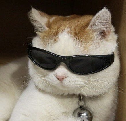 i want to boop his nose