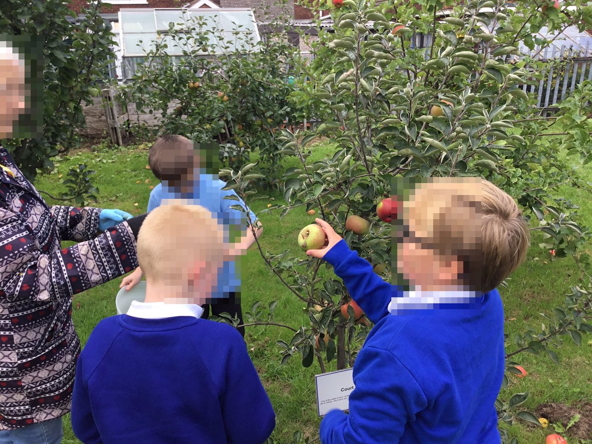 LeysFarm's tweet photo. Class 4W enjoyed being outdoors this afternoon to harvest fruits and vegetables. Such a variety of apples ready in one place. #LFJSScience #LFJSOutdoorLearning #LFJSSchoolgarden https://t.co/QXa77gHhhM