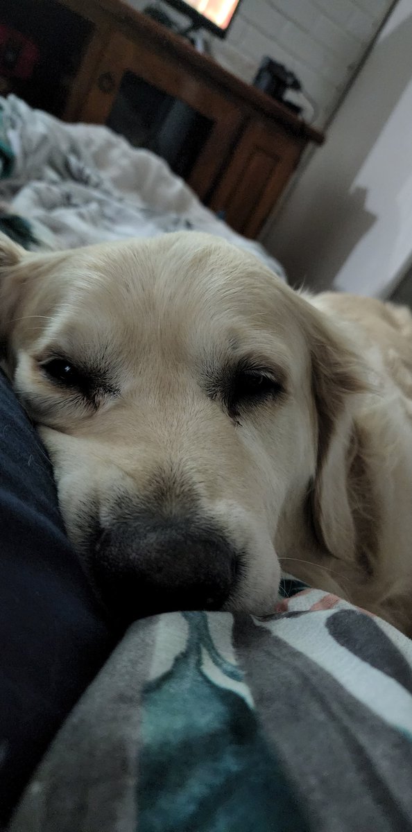 deekayed_'s tweet photo. @DrLupo My 8yr old golden ❤️ https://t.co/O8WFysn44x